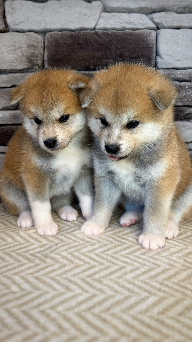 Des Terres Sacrées Du Kitsune - Akita - Portée née le 21/12/2025