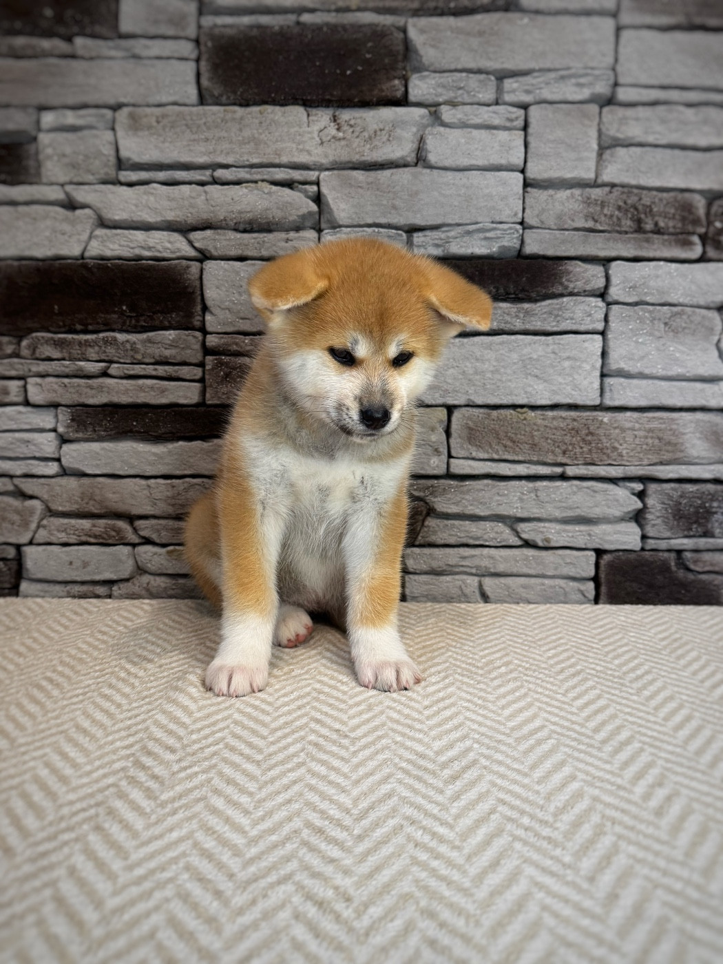 Des Terres Sacrées Du Kitsune - Chiots disponibles - Akita