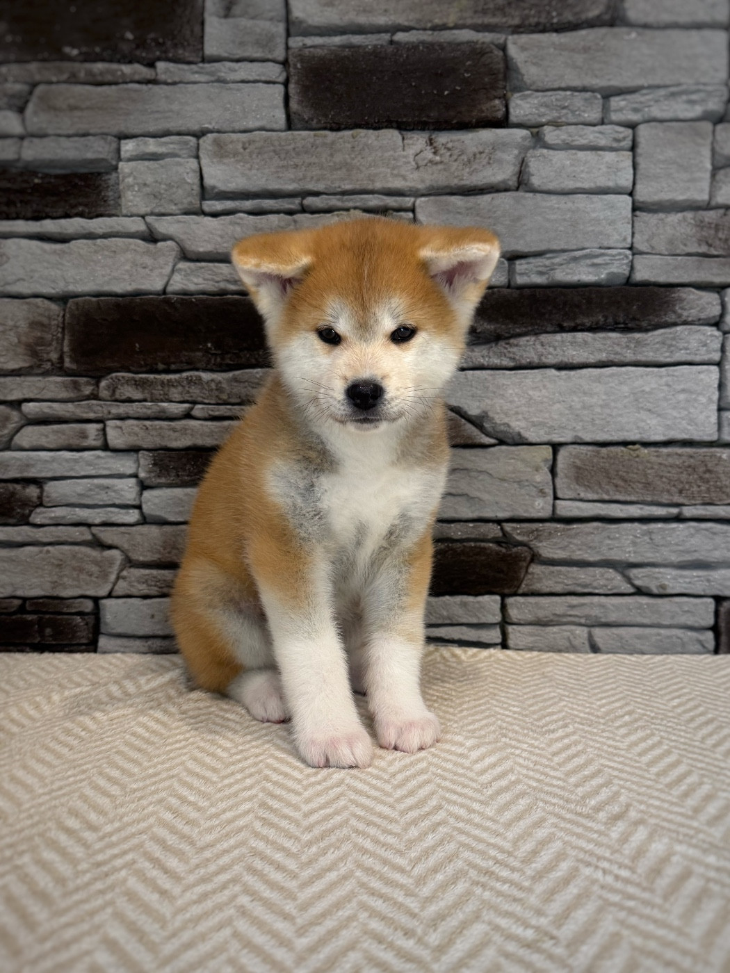 Chiot Akita Des Terres Sacrées Du Kitsune