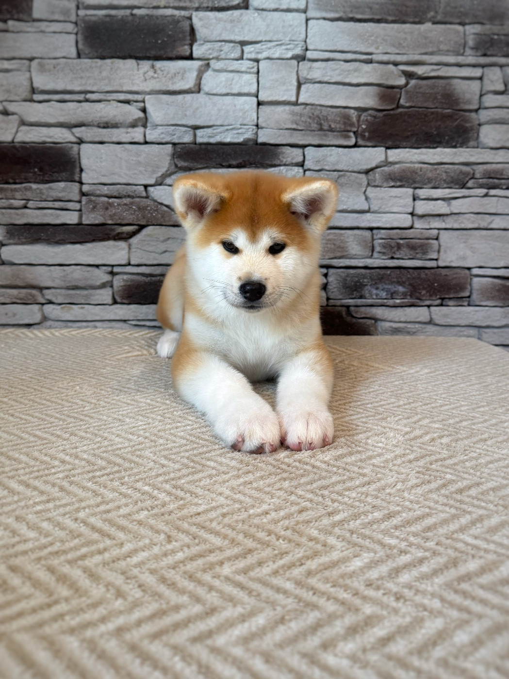 Des Terres Sacrées Du Kitsune - Chiots disponibles - Akita