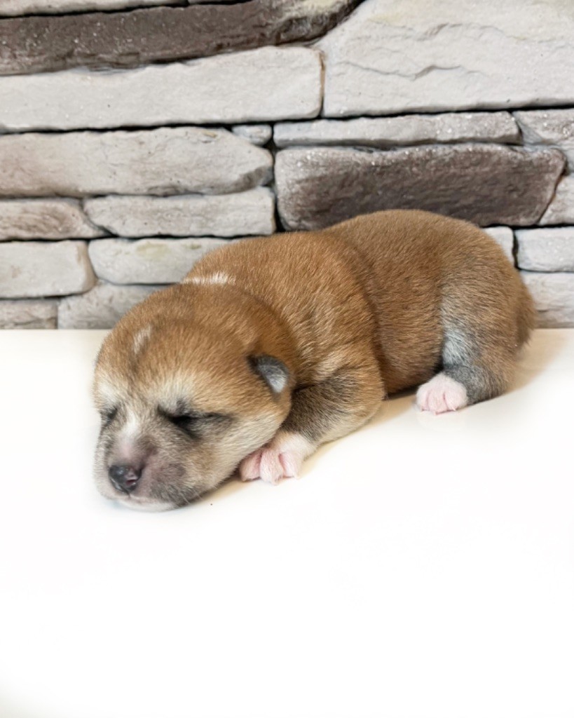 Des Terres Sacrées Du Kitsune - Chiots disponibles - Akita