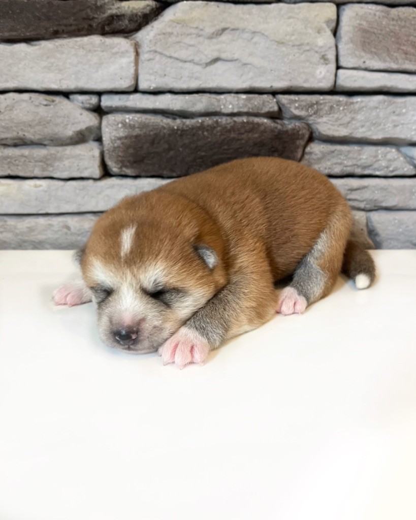 Des Terres Sacrées Du Kitsune - Chiots disponibles - Akita