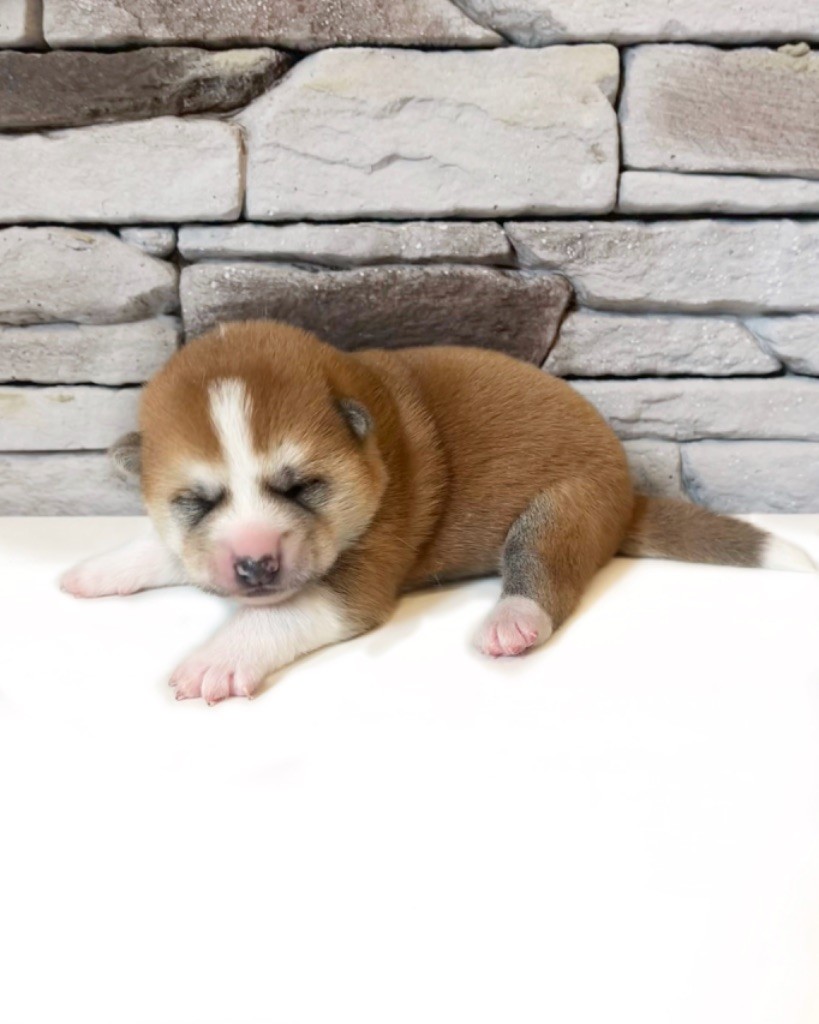 Des Terres Sacrées Du Kitsune - Chiots disponibles - Akita